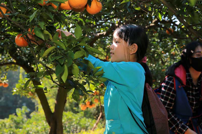 學童體驗採橘樂趣，了解桶柑生態。 