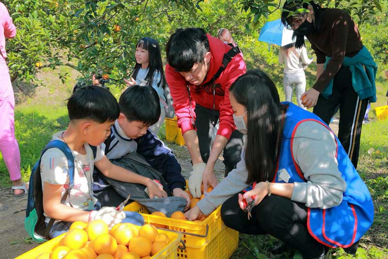 學童體驗採橘樂趣，了解桶柑生態。