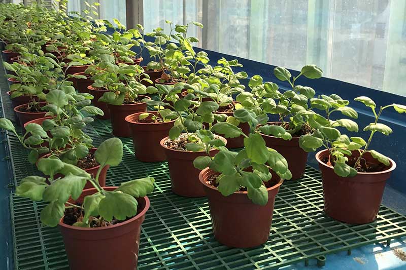先進農場 健康生技苗 植物藥源工廠 智慧醫療 健康樂活 尖端科技 工業技術研究院 先進農場 健康生技苗 植物藥源工廠 智慧醫療 健康樂活 尖端科技 工業技術研究院
