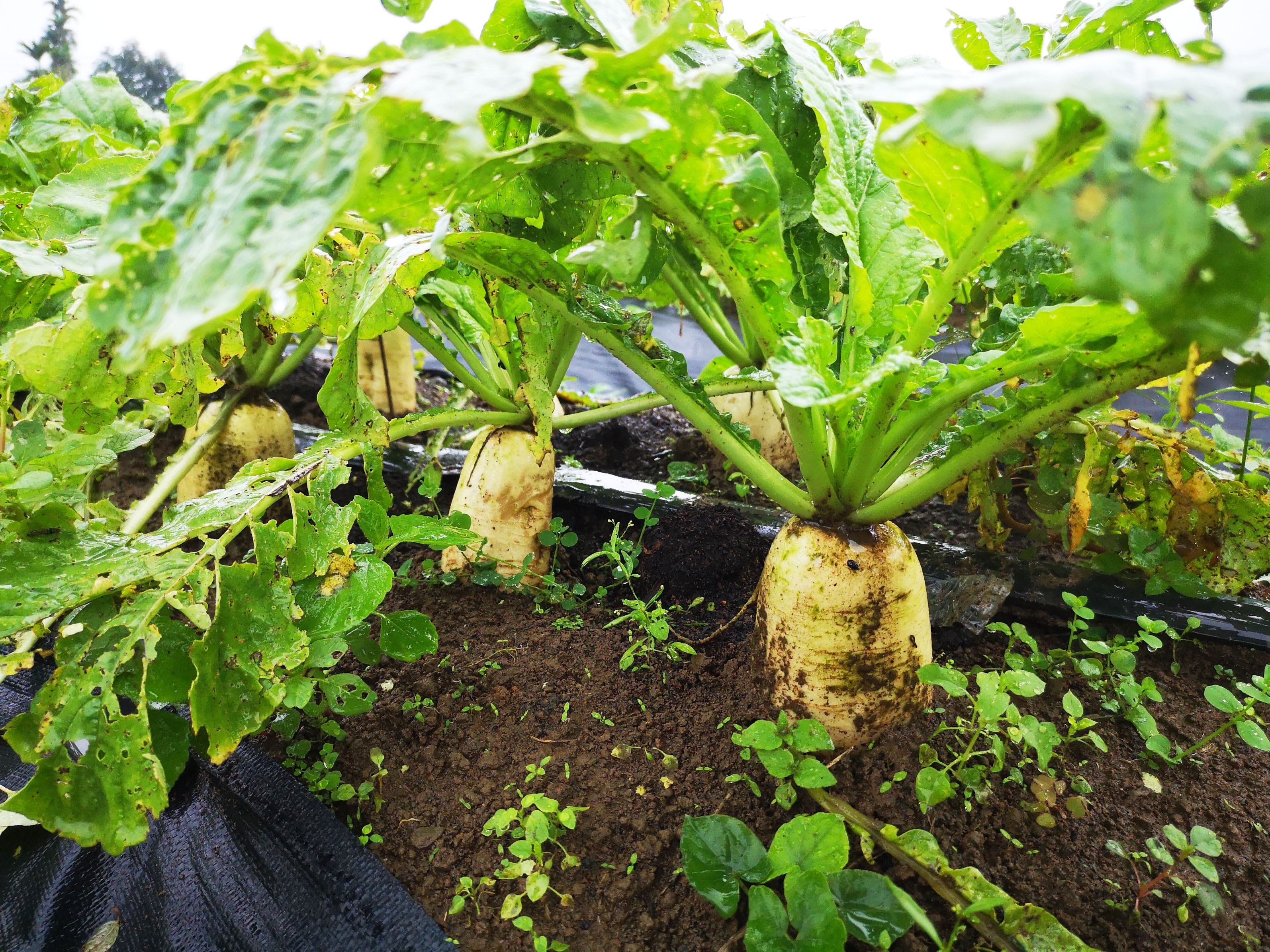 沼渣有機質肥料已對20種以上作物的基肥或追肥田間驗證，與市售商品肥料相比，不僅產量增加，作物生長發育也不錯。圖為添加沼渣有機質肥料所種植的白蘿蔔，產量多又肥大。