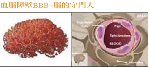 圖(左)人腦的腦血管圖(右)腦部微血管細胞組成結構 圖片來源:www.jyi.org/research/re.php?id=1607