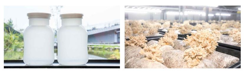 工研院與亞洲大學合作「白舞菇研究栽培計畫」，以智慧溫室系統技術的精準調控白舞菇生長所需環境（右），並打造出專屬的新型栽培瓶（左）。