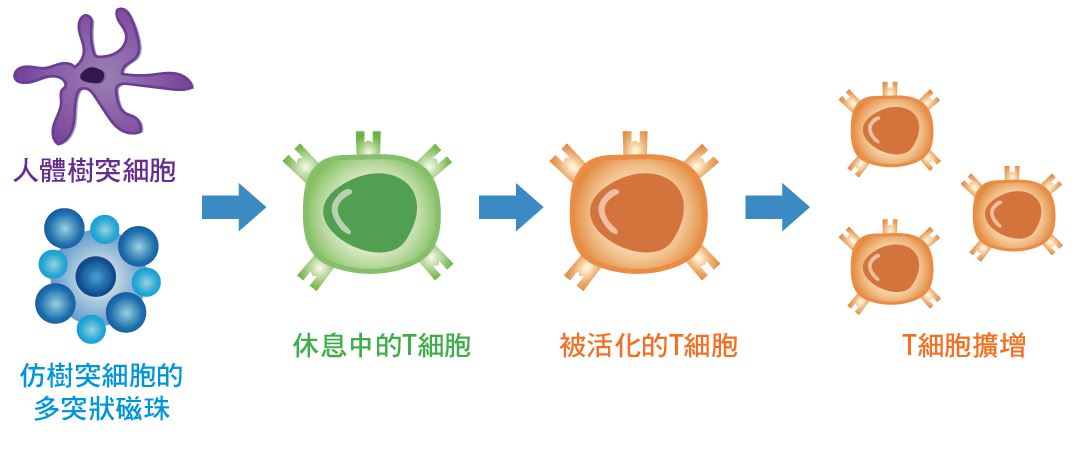 人體以樹突細胞做為抗原呈現細胞（Antigen Presenting Cells；APCs），可活化擴增T細胞，告訴T細胞外來毒物的特徵，讓T細胞毒殺外來物質； 工研院研發的iKNOBEAD，仿樹突細胞的突狀結構，利用表面修飾分子作為人工抗原呈現細胞（Artificial Antigen Presenting Cells；aAPC），活化擴增T細胞，達到相同功效。