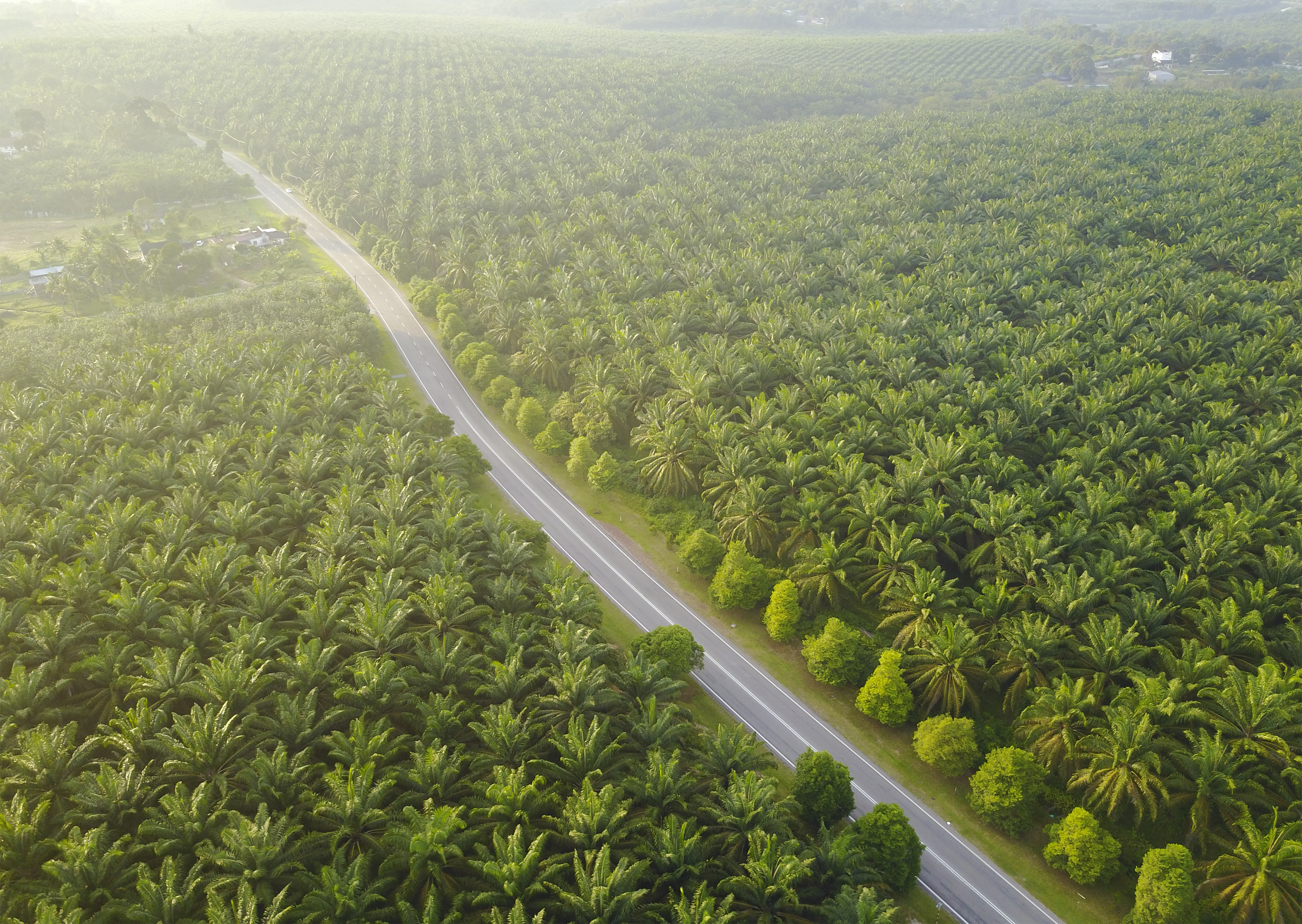 馬來西亞目前為世界第二大棕櫚油生產與出口國，擁有廣大的油棕田，榨完油的油棕果殘渣成為農業廢棄物，處理上是一大問題。（圖／123RF圖庫）
