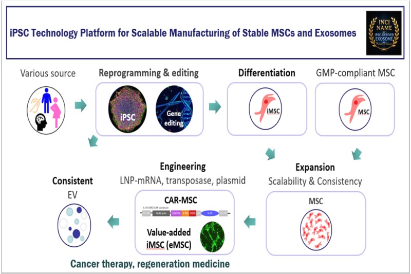 以iPSC技術為核心的高穩定性MSC幹細胞與外泌體製造平台