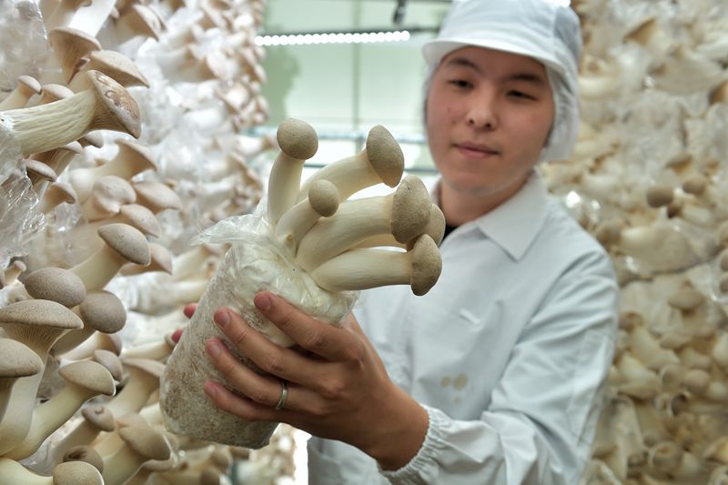 竹屑種菇與菇包能源應用產業鏈建構