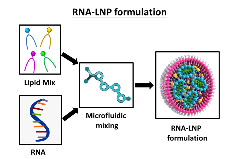 RNA-LNP formulation