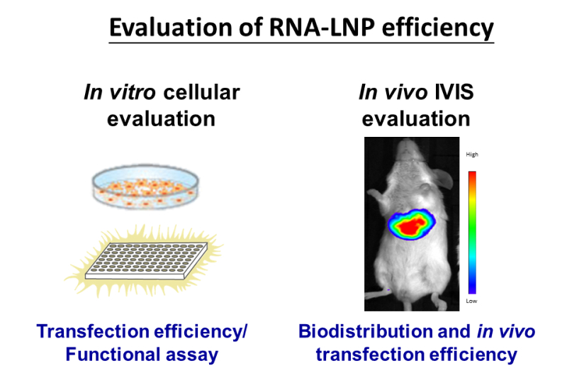 Evaluation of RNA-LNP efficiency.