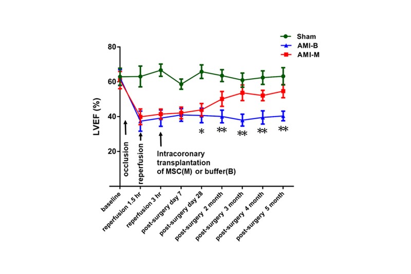 Early intracoronary transplantation of allogenic MSCs into AMI mini-pig improve heart function.