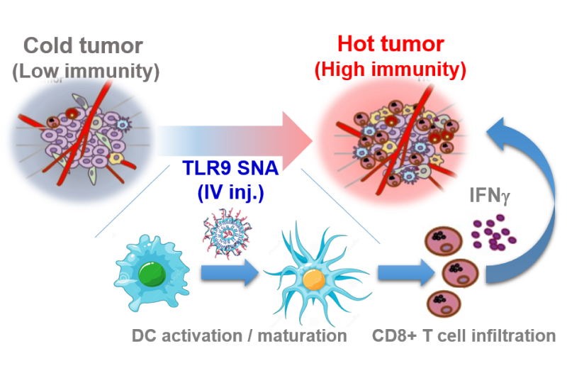 ITRI has developed a novel spherical nucleic acid TLR9 agonist by intravenous administration for deep site tumors.